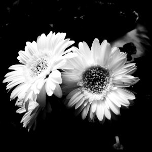 3 Chamomile Flowers photo