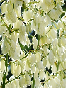 Flower fullness yucca yucca filamentosa photo