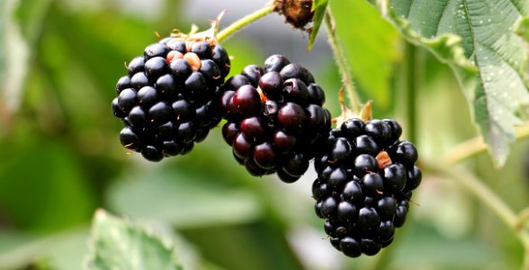 Ripe Blackberries On Bush
