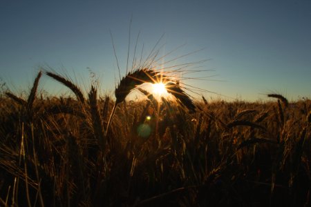 Cereal Crop At Dawn