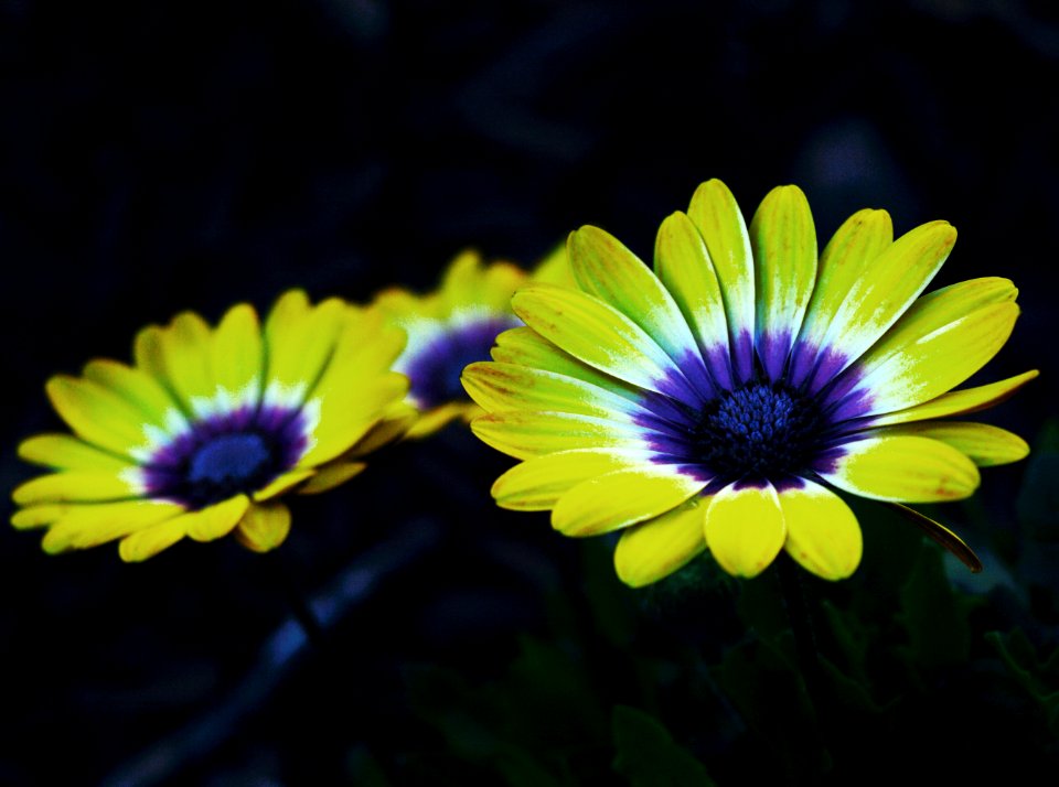 Yellow And Purple Petaled Flower