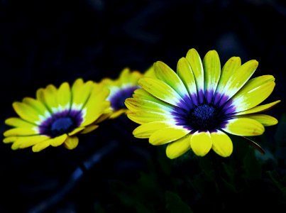 Yellow And Purple Petaled Flower photo