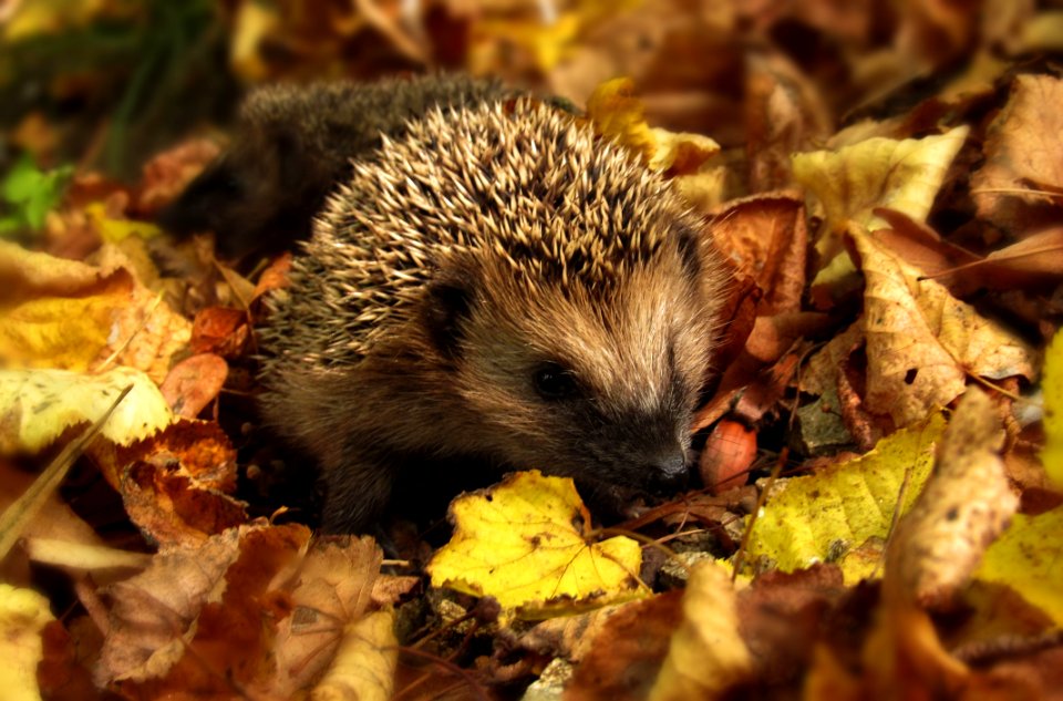 Brown And Black Hedgehog Standing On Brown Dry Leaved