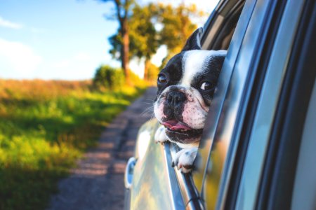 White And Black Short Coat Puppy On Black Window Car photo