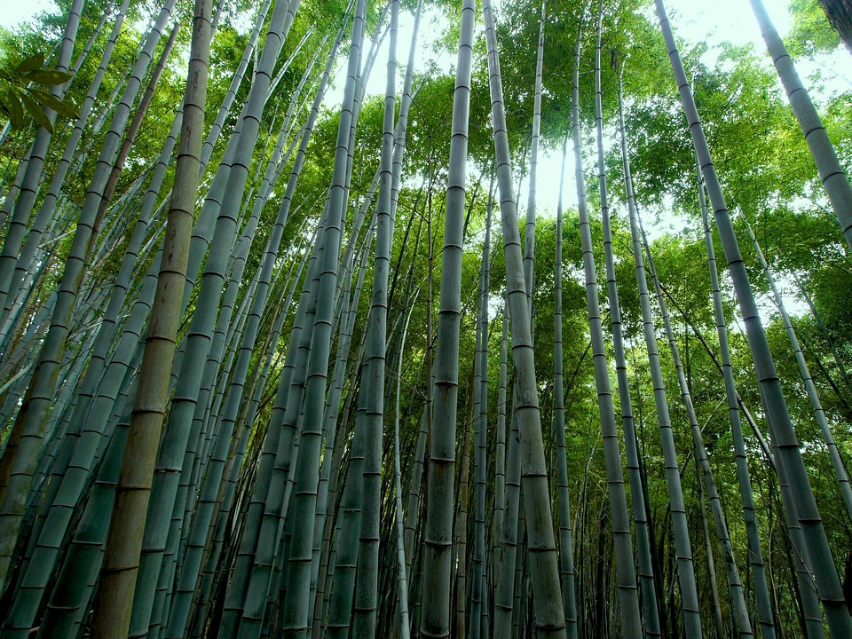 Bamboo forest bamboo green