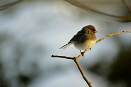 Grey And White Small Bird