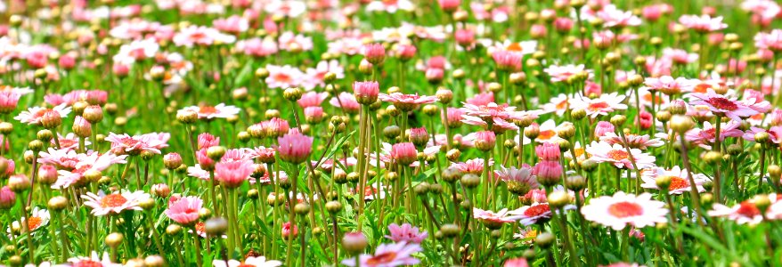 White And Pink Flower Field photo