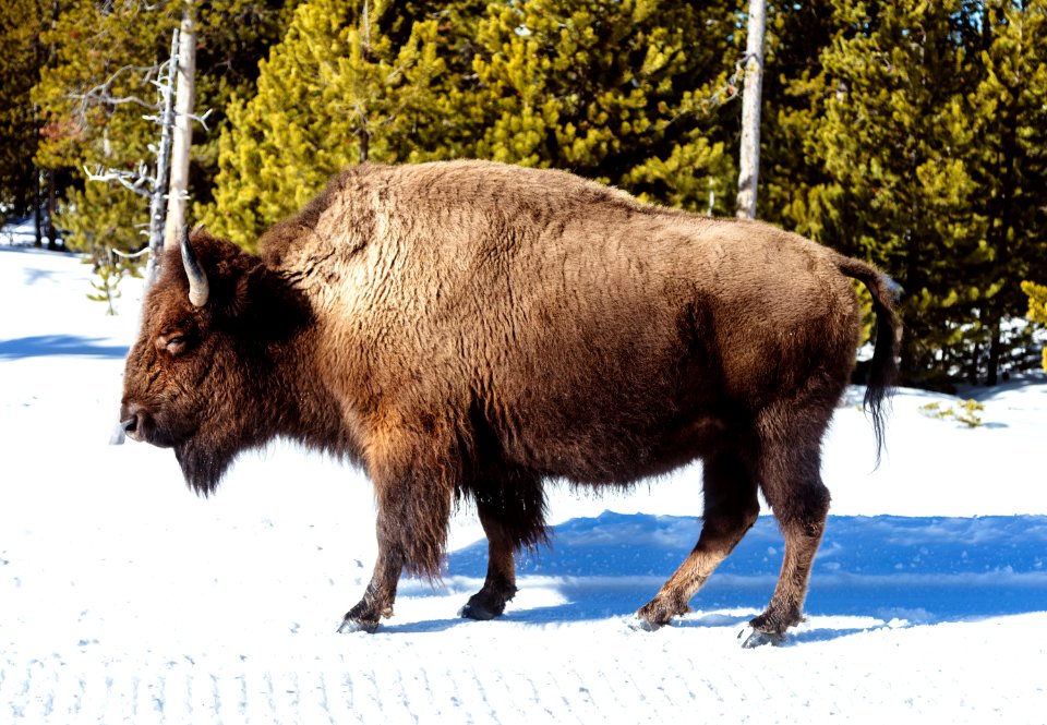 American bison, or buffaloes, in Yellowstone National Park in the northwest corner of Wyoming. Original image from Carol M. Highsmith’s America, Library of Congress collection.