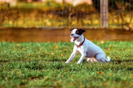 Dog Making Face While On Green Grass Field During Daytime