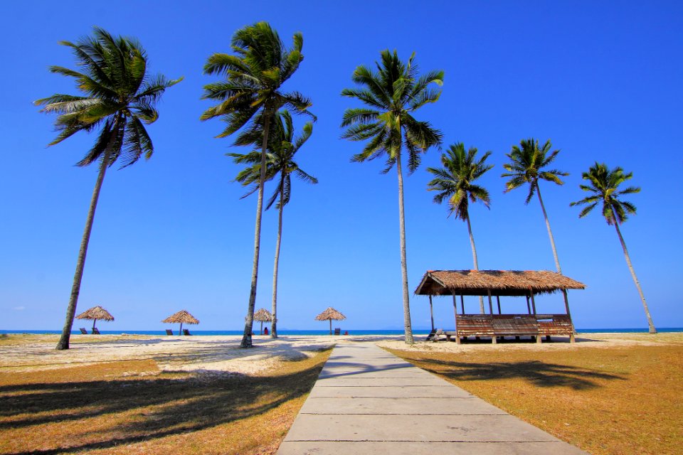 Coconut Trees Lined Near Sea At Daytime