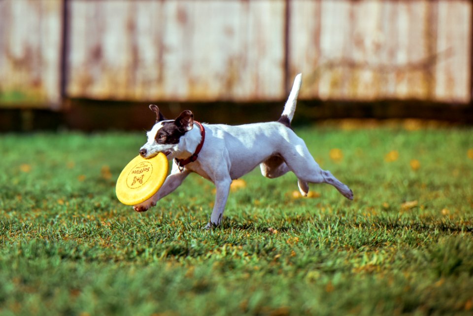 Black And White Jack Russell Terrier