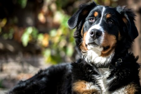 Tricolor Bernese Mountain Dog photo