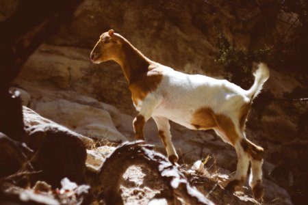 Brown And White Goat Standing On The Rock During Daytime photo