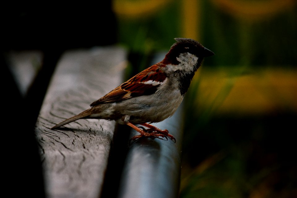 Sparrow Perched On Bench