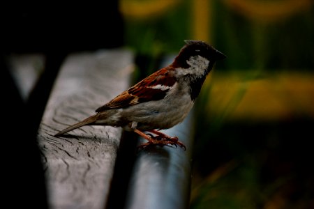 Sparrow Perched On Bench photo