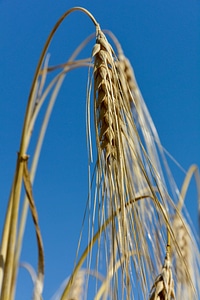 Field nature summer