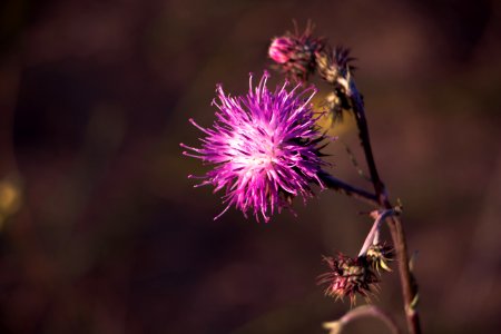 Purple Flower photo