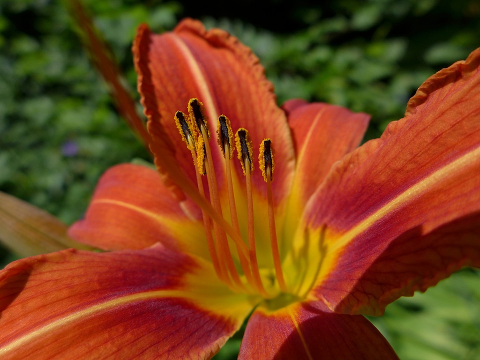 Flower plant close up
