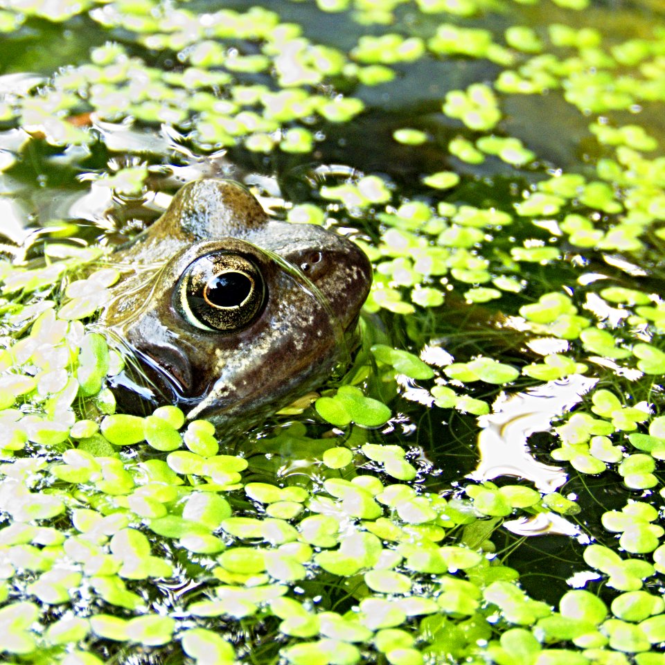 Brown Frog Surrounded By Green Floating Pants On Water photo