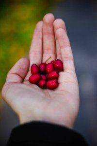Fruit In Open Hand