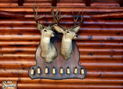 An unusual double deer trophy hangs in the Round Room at the A Bar A guest ranch, near Riverside in Carbon County, Wyoming. The Round Room is the focal point for socializing and cowboy-music singalongs at the ranch. The room is filled with creations by Thomas C. Molesworth, a noted American designer whose iconic “cowboy furniture” incorporates hides, horns, and natural wood. Original image from Carol M. Highsmith’s America, Library of Congress collection. photo