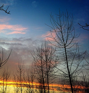 Trees dusk dawn photo