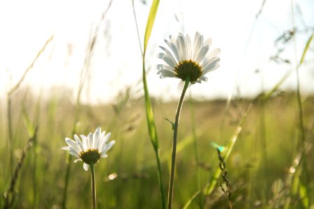 White Daisy