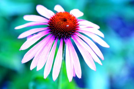 White And Orange Clustered Petaled Flower