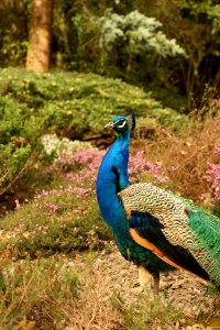 Blue Green And White Peacock photo