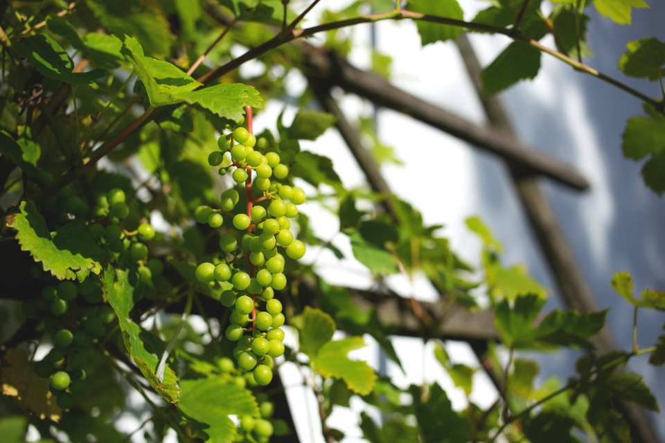 Green Round Fruit