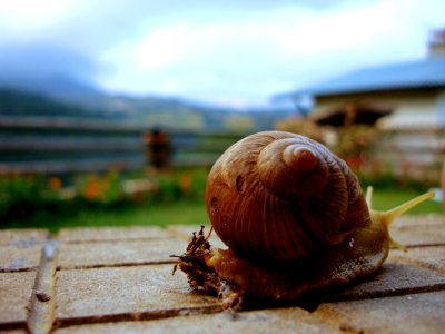 Brown Snail photo