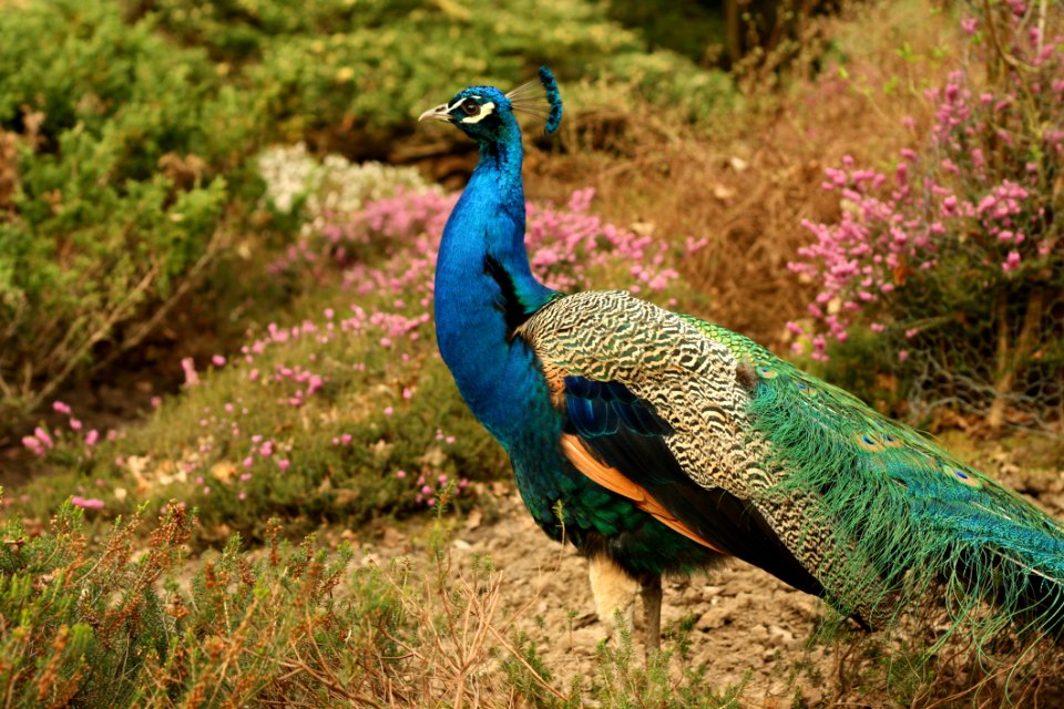 Blue Green And Orange Peacock Standing In The Ground During Daytime