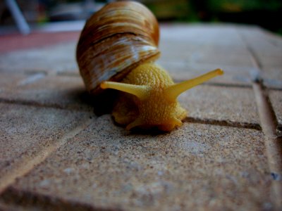 Macro Photo Of Yellow Snail On Ground photo