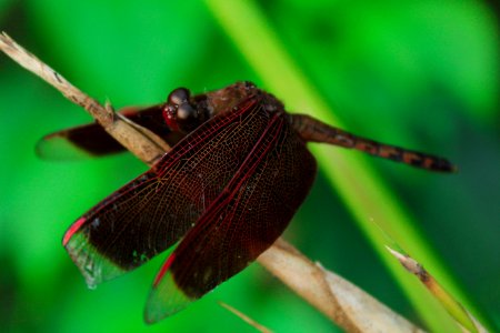 Red And Brown Dragonfly On Yellow Grass photo