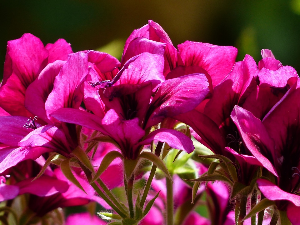 Noble pelargonium english geraniums geranium