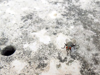 Grey And Black Fly On Grey And White Surface photo