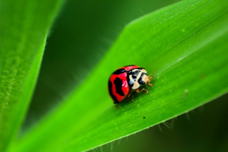 Black And Red Ladybug On Green Leaf photo