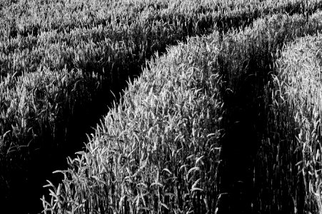 Grayscale Corn Fields During Daytime