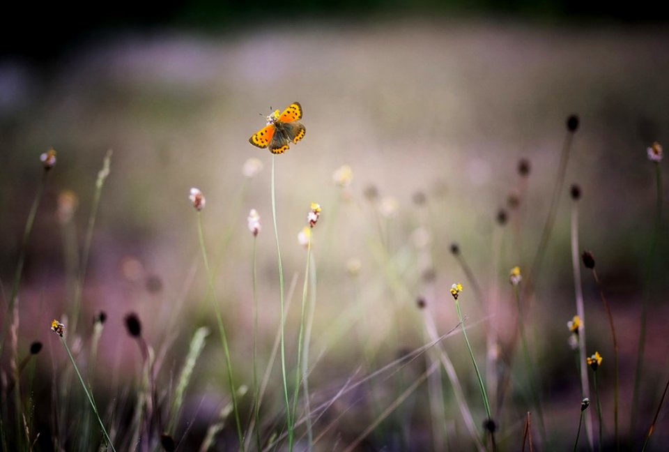 Yellow And Orange Butterfly