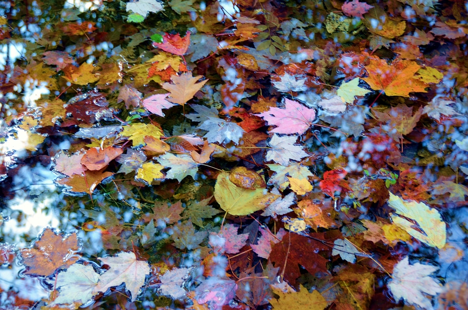 Scenery colors fall
