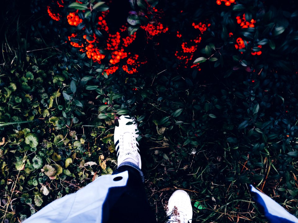 Person In White Sneakers On Green Grass Near Flowering Shrub photo