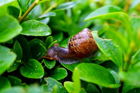 Snail On Green Leaf In Close Up Photography photo