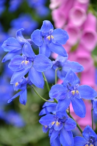 Blossom bloom blue