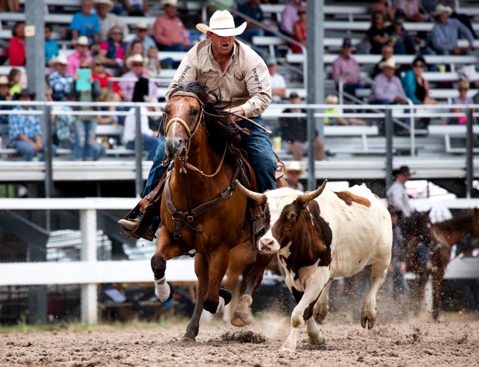 Calf roping at Cheyenne, Wyoming's, annual Frontier Days rodeo. Original image from Carol M. Highsmith’s America, Library of Congress collection.