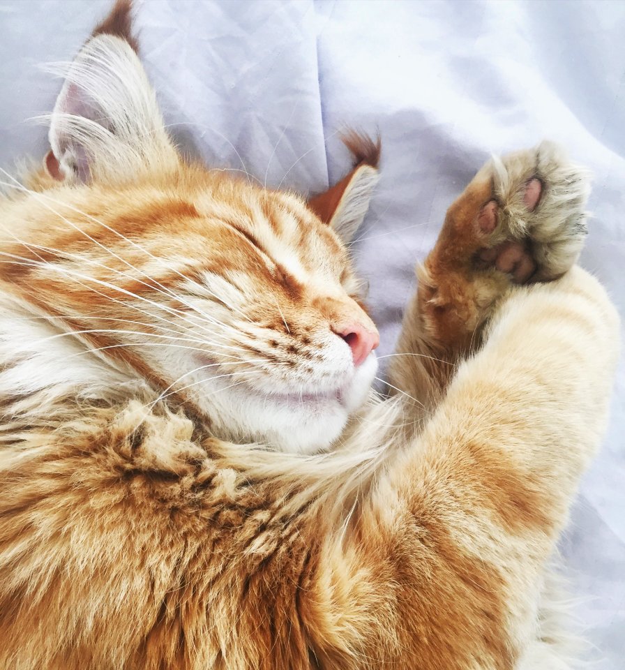 Orange Tabby Cat On White Fabric Bed Cover
