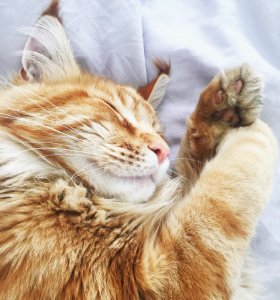 Orange Tabby Cat On White Fabric Bed Cover photo