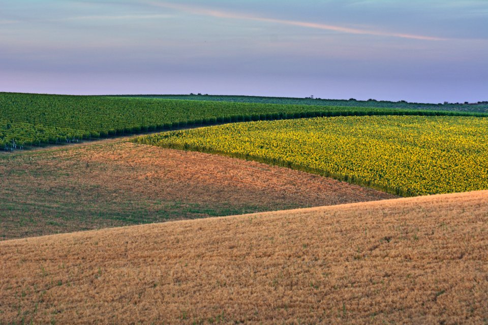 Green Field During Daytime