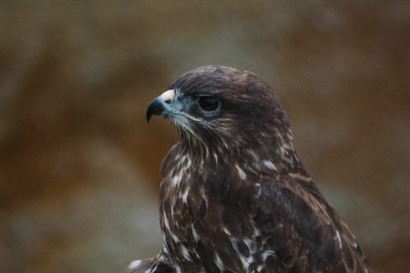 Profile Of Brown Hawk photo