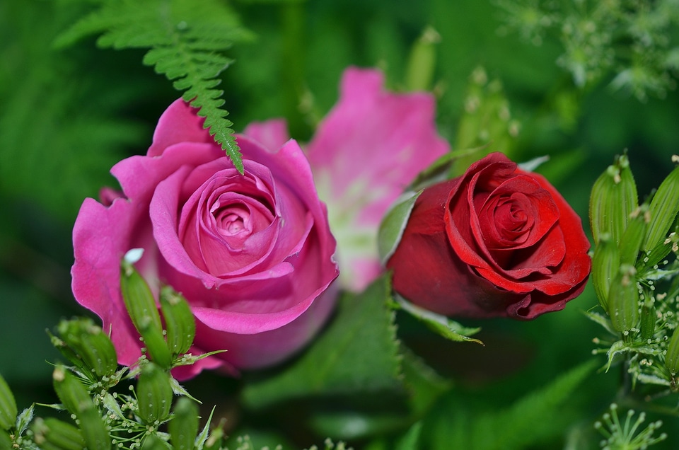 Macro pink rose