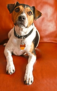Quadruped companion parson russell